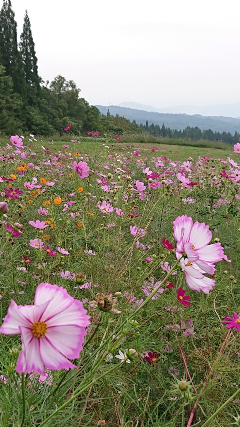 旬花咲く黒姫高原 コスモス園 長野県信濃町野尻 植物園 グルコミ