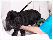 Perfect Paws Pet Salon - Photo 7 - Car repair in Plymouth, MI, South Lyon