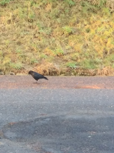 Park «Rocky Butte Park», reviews and photos, NE Rocky Butte Rd, Portland, OR 97220, USA