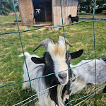 Photo n° 1 de l'avis de Pierre.e fait le 15/08/2023 à 16:17 pour Marie à la ferme ! à Chouvigny