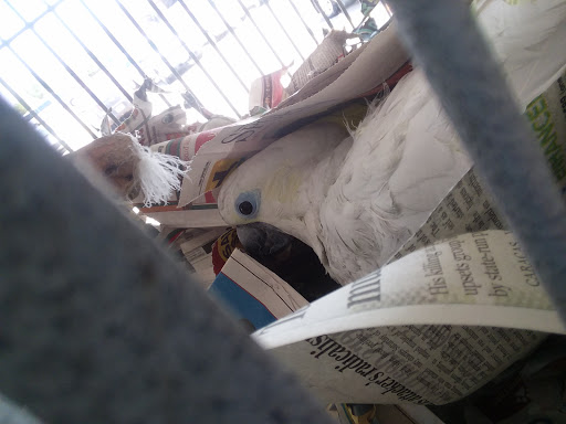 Pet Store «Wet Pets N Critters», reviews and photos, 103 TX-281 Loop, Longview, TX 75605, USA