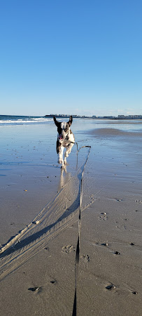 All Star Pet Care Andover - Photo 5 - Car repair in , Lowell