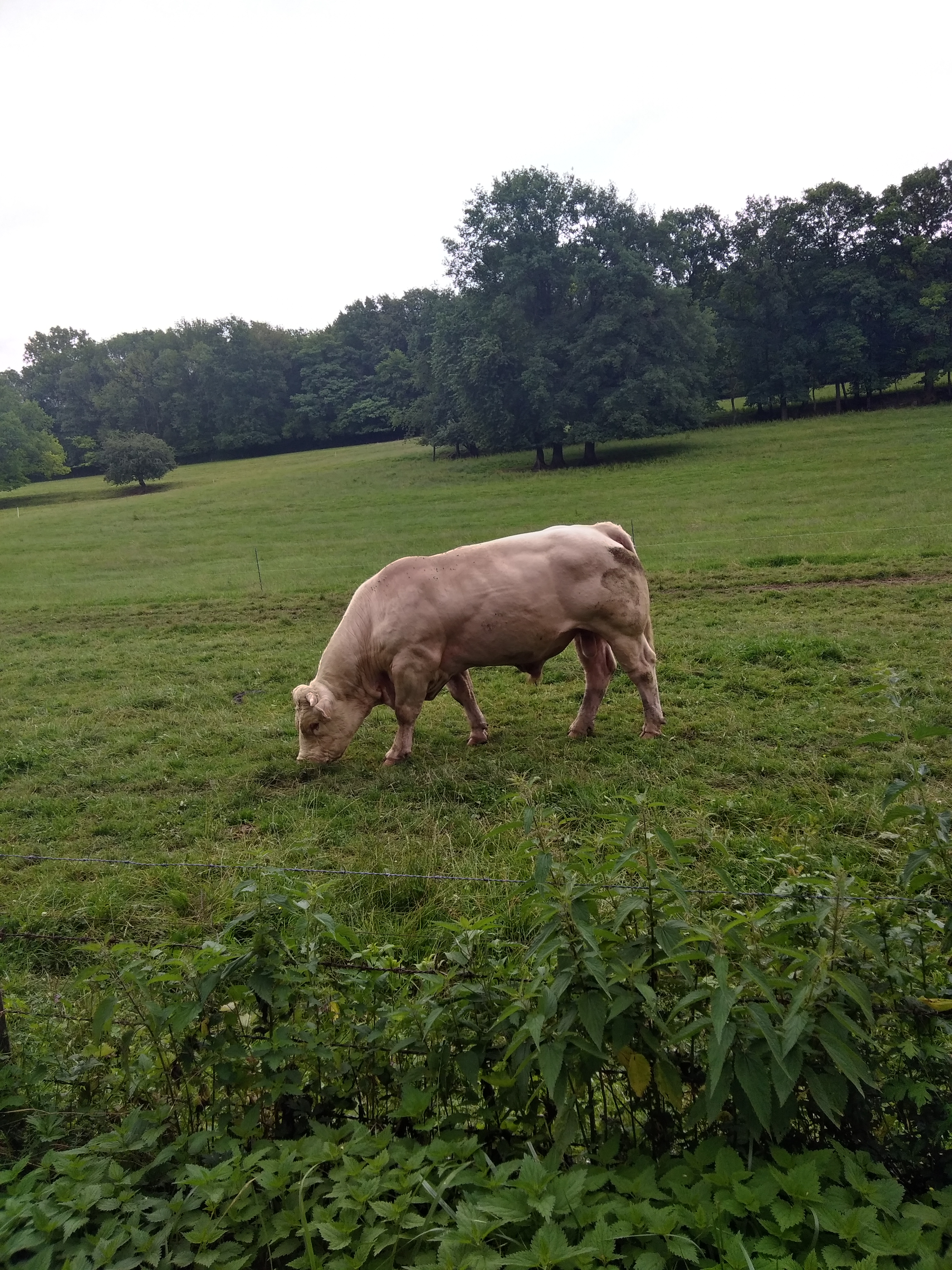 Photo n° 1 de l'avis de Thomas.a fait le 29/06/2018 à 10:43