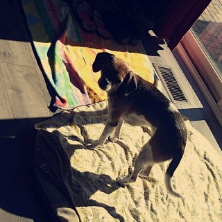 Pet Store «Something Fishy Pets», reviews and photos, 29 Towne Centre Ln, Fox Lake, IL 60020, USA