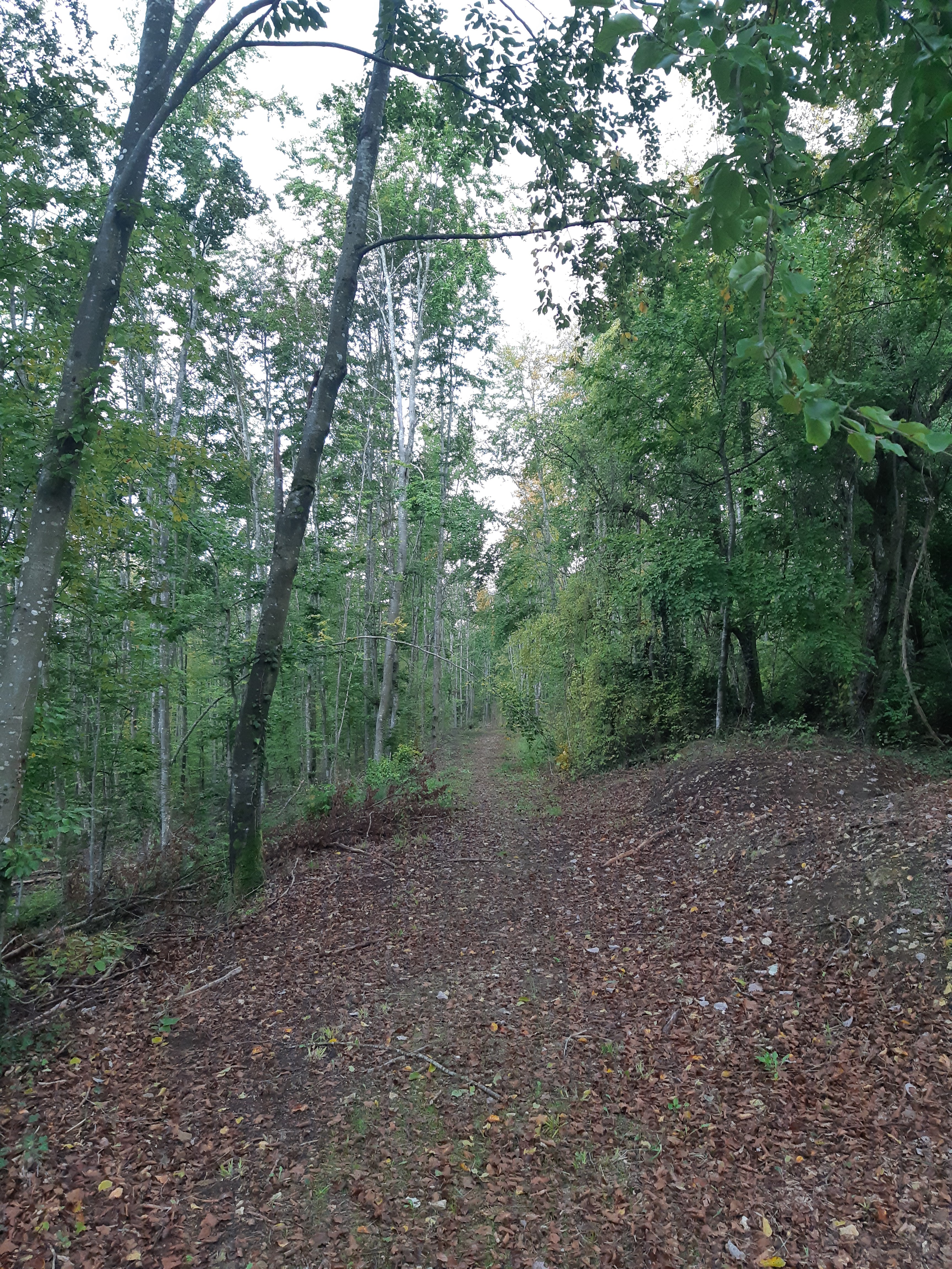 Photo n° 2 de l'avis de Diana. fait le 13/10/2020 à 20:16