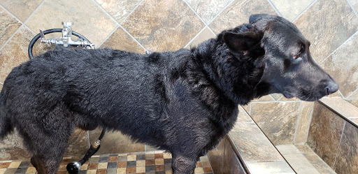 Pet Store «Pet Valu», reviews and photos, 7164 Ridge Ave, Philadelphia, PA 19128, USA