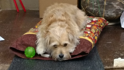 Quilt Shop «River Road Quilt Shop @ Nelson Flag», reviews and photos, 2501 South Ave, La Crosse, WI 54601, USA