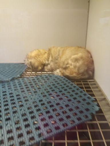 Pet Store «The Pet Pad», reviews and photos, 1239 NW Maynard Rd, Cary, NC 27513, USA