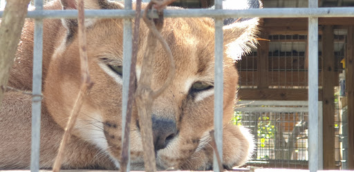 Zoo «TGR Exotics», reviews and photos, 22115 Sherrod Ln, Spring, TX 77389, USA