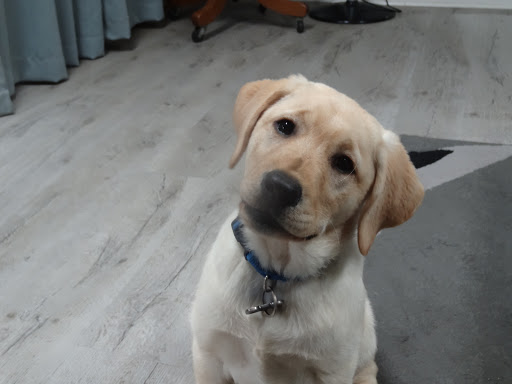 Pet Store «Doggy Daddy», reviews and photos, 5916 R St, Little Rock, AR 72207, USA