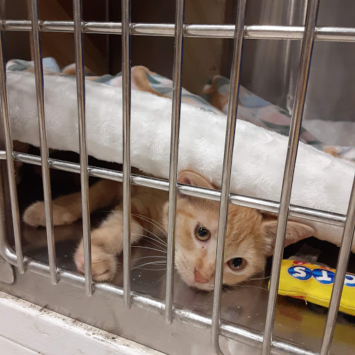 Pet Supply Store «PetSmart», reviews and photos, 3450 N Morrison Rd, Muncie, IN 47304, USA