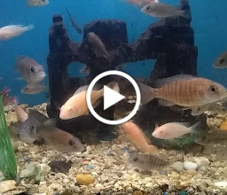 El Acuario Arboledas photo