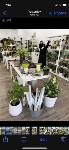 PILEA Plant Shop