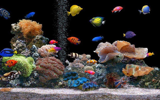 Tropical Fish Store «Scranton Aquarium», reviews and photos, 1819 Sanderson Ave, Scranton, PA 18509, USA