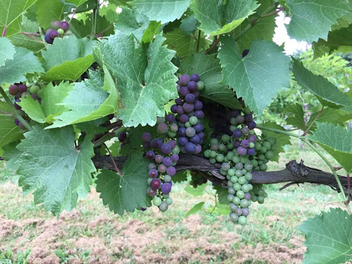 Winery «Three Oaks Vineyard LLC», reviews and photos, 1591 Crosley Rd, Granville, OH 43023, USA