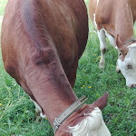 Photo n°5 de l'avis de elisabetta.i fait le 27/05/2018 à 16:04 sur le  Malga Brigolina à Trento