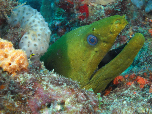 Dive Shop «Dive Shop Kissimmee», reviews and photos, 4916 W Irlo Bronson Memorial Hwy, Kissimmee, FL 34746, USA