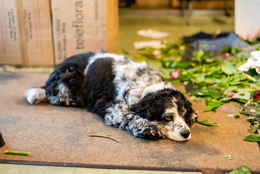 Florist «Lund Buds & Blooms», reviews and photos, 7701 S Hosmer St Suite C, Tacoma, WA 98408, USA