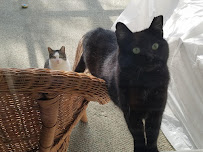 Kaleidocats - Photo 5 - Car repair in , South Bend