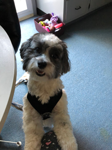 Pet Supply Store «Pet Supplies Plus», reviews and photos, 7570 Pearl Rd, Middleburg Heights, OH 44130, USA