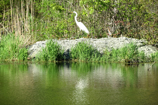 Nature Preserve «Norman Bird Sanctuary», reviews and photos, 583 3rd Beach Rd, Middletown, RI 02842, USA