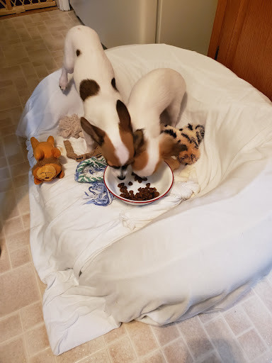 Pet Supply Store «Pet Supplies Plus», reviews and photos, 5229 Library Rd, Bethel Park, PA 15102, USA