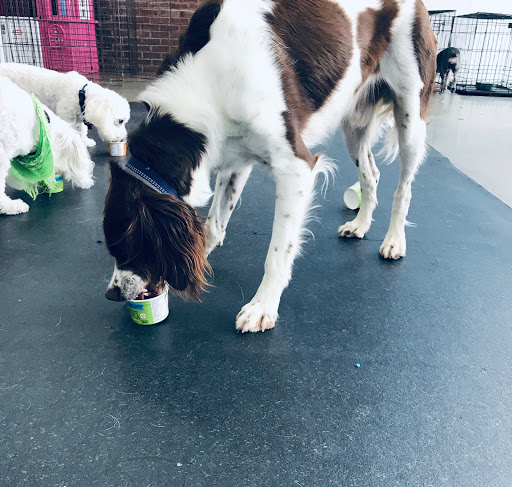 Pet Groomer «The Pet Set - Buckhead», reviews and photos, 2480 Briarcliff Rd NE #3, Atlanta, GA 30329, USA