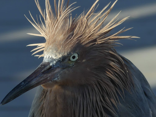 Wildlife Refuge «Ding Darling Wildlife Refuge», reviews and photos, 1 Wildlife Dr, Sanibel, FL 33957, USA