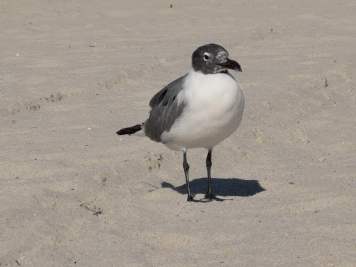 Amusement Park «Gilbert Samson Oceanfront Park», reviews and photos, 17425 Collins Ave, Sunny Isles Beach, FL 33160, USA