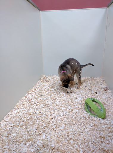 Pet Store «Pet Shop», reviews and photos, 113 Palmer Park Mall, Easton, PA 18045, USA