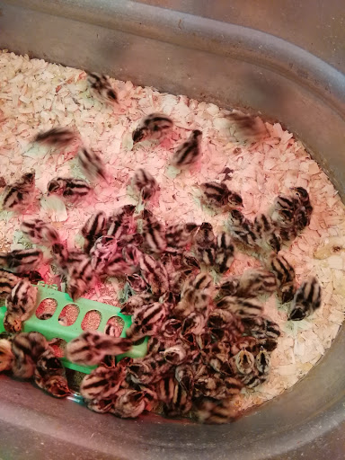 Department Store «Rural King», reviews and photos, 23625 US-23, Circleville, OH 43113, USA