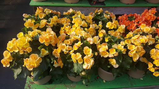 Garden Center «Dees Nursery & Florist», reviews and photos, 69 Atlantic Ave, Oceanside, NY 11572, USA