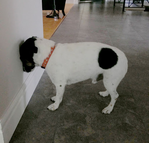 Hardware Store «Williams Lumber Inc», reviews and photos, 908 NY-82, Hopewell Junction, NY 12533, USA