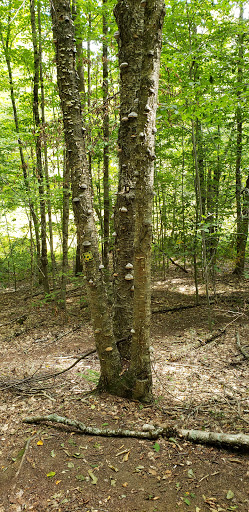 Nature Preserve «Eshqua Bog Natural Area», reviews and photos, Garvin Hill Rd, Woodstock, VT 05091, USA