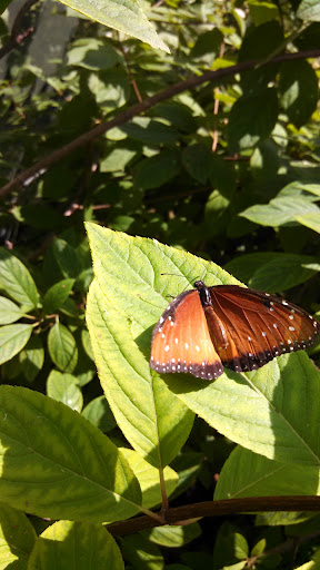 Gift Shop «Minnesota Zoo Gift Shop», reviews and photos, 13000 Zoo Blvd, Apple Valley, MN 55124, USA