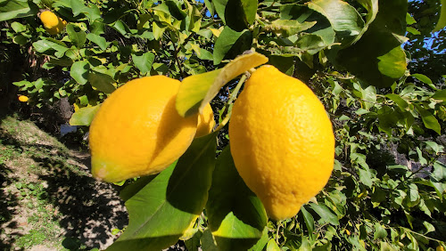 La Citronneraie à Menton