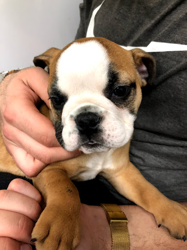 Pet Store «Petland Fairfax», reviews and photos, 9404 Main Street, Fairfax, VA 22031, USA