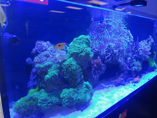 Pet Store «The Aquarium & Fish Store», reviews and photos, 710 W Lumsden Rd, Brandon, FL 33511, USA
