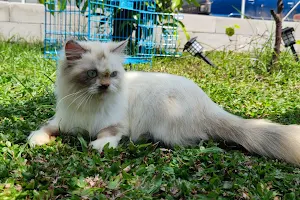 Zyva Pet Care | Penitipan Kucing | Cat Hotel | Grooming | Pet Transport Panggilan Baleendah Kota Bandung image