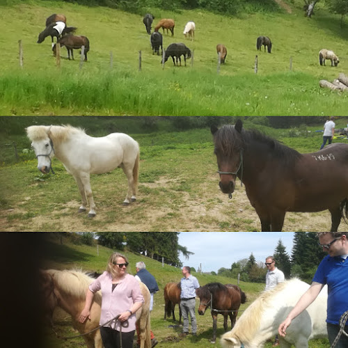 Melanie Wittockx - Coaching & therapie met paarden - Aarschot