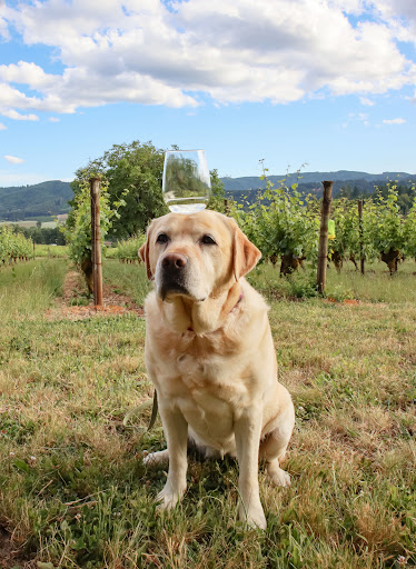 Vineyard «Tualatin Estate Vineyard», reviews and photos, 10850 NW Seavey Rd, Forest Grove, OR 97116, USA