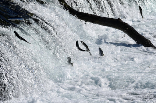 National Park «Katmai National Park and Preserve», reviews and photos