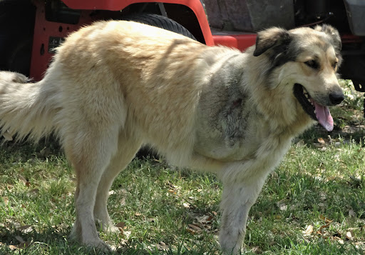Chisholm Trail Veterinary Clinic of Luling