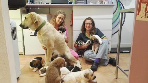 Equipo Veterinario Isabel Priego en Tielmes