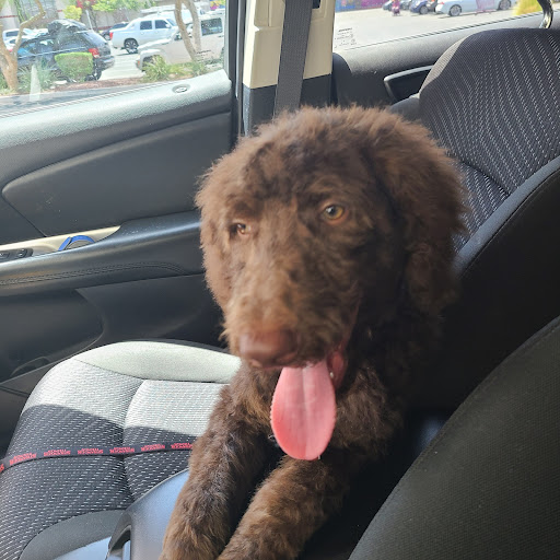 Pet Supply Store «PetSmart», reviews and photos, 1321 W Craig Rd, North Las Vegas, NV 89032, USA