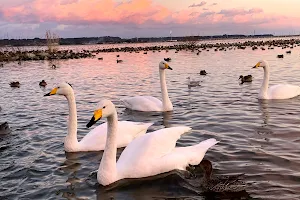 Swans wintering zone. image