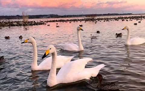 Swans wintering zone. image