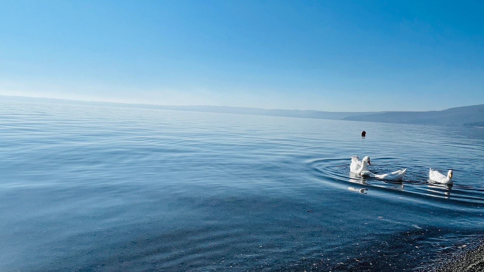 Fotografie cu Dog Beach Trevignano cu o suprafață de iarbă