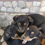 Photo n°2 de l'avis de SIMONA.A fait le 01/01/2023 à 13:49 sur le  Dalla Padella alla Brace à Monteodorisio