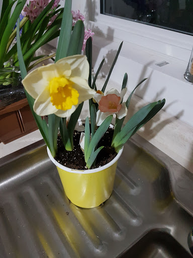 Casino «Sunland Park Racetrack & Casino», reviews and photos, 1200 Futurity Dr, Sunland Park, NM 88063, USA